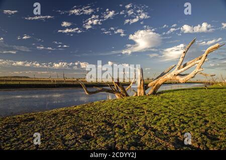 Arbre mort au marais du lac Argyle au coucher du soleil Avec un ciel bleu comme arrière-plan dans l'Outback australien - papier peint Banque D'Images