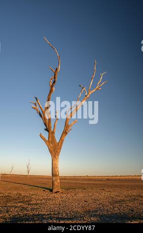 Arbre mort au désert du lac Argyle au coucher du soleil Avec un ciel bleu comme arrière-plan dans l'Outback australien avec espace de copie Banque D'Images