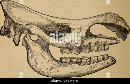 . Catalogue du fossile Mammalia dans le musée britannique, (Histoire naturelle) . les surfaces extérieures de la partie supérieure de l'obstacle avant-molaires. Les dents inférieures de la joue sont caractérisées par l'obliquité de leur plan d'usure, la rugosité modérée de l'émail et l'aplatissement de la surface externe du premier croissant. Les membres-bonessont d'un type plus mince que ceux de R. antiquitatis. Table de cuisson. Europe. Pleistocène; selon Boyd-Dawkins 1, il ne se trouve pas dans le lit Eorest de la côte est de l'Angleterre. 27836. Le cranium{Fig.) voulant l'ensemble de la palato-maxillaryrégion ; du Pléistocène de Banque D'Images