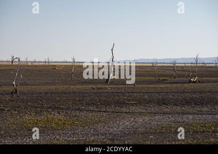 Arbres morts au désert du lac Argyle au lever du soleil Avec un ciel bleu comme arrière-plan dans l'Outback australien avec espace de copie Banque D'Images