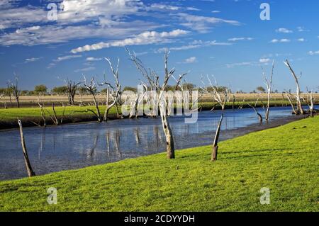 Arbres morts dans le marais du lac Argyle au coucher du soleil Avec un ciel bleu comme arrière-plan dans l'Outback australien – papier peint Banque D'Images