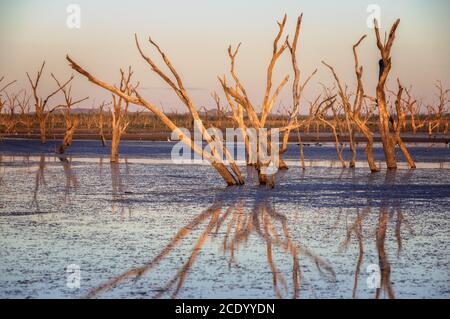 Arbres morts au marais du lac Argyle au crépuscule Avec lumière jaune du soir dans l'Outback en Australie – fond d'écran Banque D'Images
