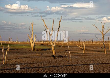 Des arbres morts dans le désert du lac Argyle au coucher du soleil Avec claudy Sky comme toile de fond dans l'Outback australien avec espace de copie Banque D'Images