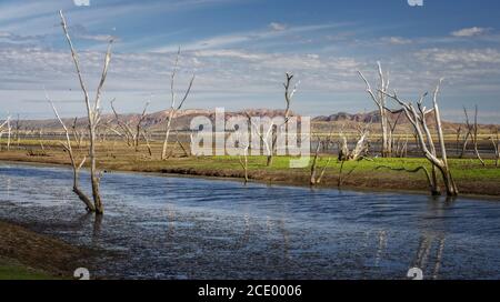 Arbres morts dans le marais du lac Argyle au coucher du soleil Avec un ciel bleu comme arrière-plan dans l'Outback australien – papier peint Banque D'Images