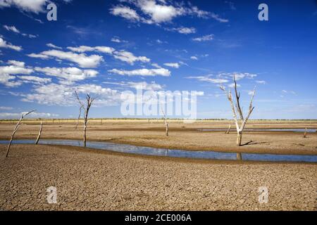 Arbres morts dans le marais séché du lac Argyle à Le fond d'écran de l'outback australien Banque D'Images