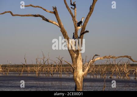 Arbres morts au marais du lac Argyle au crépuscule avec un cormorant à pied se reproduisant dans un nid au outback en Australie occidentale Banque D'Images