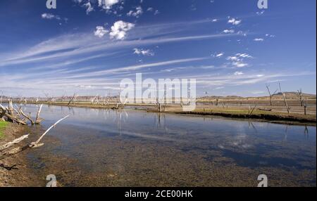 Arbres morts dans le marais du lac Argyle marécages avec des montagnes en arrière-plan à l'arrière-pays Australie – wallpap Banque D'Images