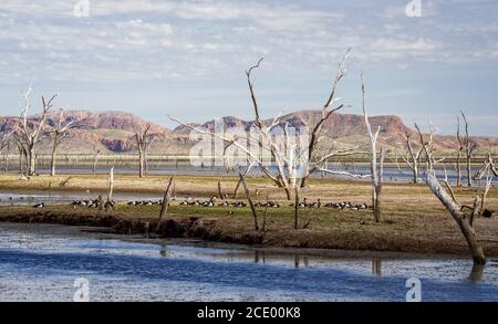 Arbres morts dans le marais du lac Argyle avec un groupe de magpie d'oie et de montagnes en arrière-plan à L'Outback australien Banque D'Images