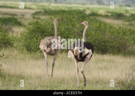 Autruche commune Struthio camelus Afrique Kenya couple Savanna Banque D'Images