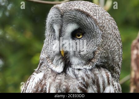 Grand hibou gris hibou gris Strix nebulosa Portrait transparent Banque D'Images