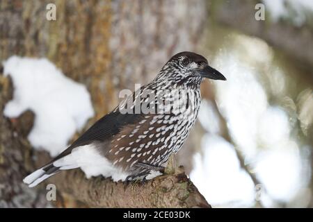 Casse-noisette tacheté aussi casse-noisette eurasien Nucifraga caryocatactes passerine oiseau légèrement Plus grand que Jay Suisse eurasien Banque D'Images