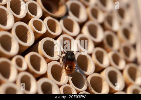 Osmia cornuta abeille européenne de verger Osmia orange Banque D'Images