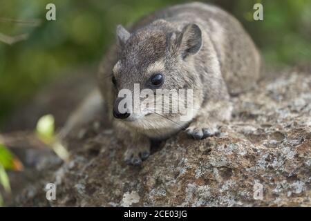 Rock Hyrax Procavia capensis Cap Portrait Afrique Banque D'Images