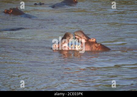 Hippopotamus amphibie Afrique Safari Portrait eau Banque D'Images