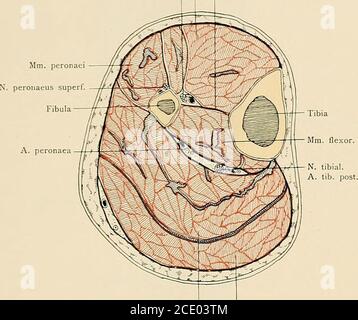 . Die Anatomie des Menschen : mit Hinweisen auf die ärztliche Praxis : Abt. 1-6. Texte et Atlas . M. sartoriusM. GracilisM. Semitendin. Anlioftung der ^Musculi sartorius, gracilis und semitcndinosus an der medialen Seite der Kniegegend. Musculi extremitatis inferioris. — 82 hii, 106 mm. Extension N. peron. prof. A. tibial. ant. i MEMBR. Interossea. M. soleus M. gastrocnem. Le Querschnitt durch die Mitte des rechten Unterschenkels. Amputationsstumpf. Lage der Muskeln, der Aponeurosen, der Gefäße und Nerven. Musculi extremitatis inferioris. 83 6* 107. M. tibial. Antcr.M. extensor dig. Long. M. exten Banque D'Images