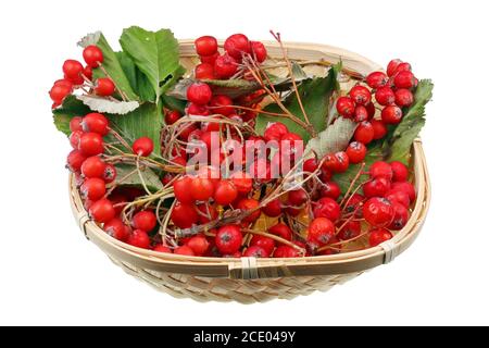 Branche de la forêt de Noël faite de baies rouges sèches et de feuilles De Rowan arbre en panier en bois isolé macro Banque D'Images