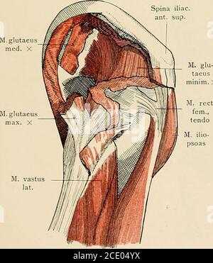 . Die Anatomie des Menschen : mit Hinweisen auf die ärztliche Praxis : Abt. 1-6. Texte et Atlas . ^ i asa fémoral. M. gracilis .M. semimembr. M. semitendin. Rechten, -mpiitationsstiinpf.Lage der Muskeln, der .poneurosc, Nerven und (lefäße. Musculi extremitatis inferioris. !iti. :ii M.glutaeumed. X Spina iMac, ant, siip. M. tensor fasc. lat.M. sartorius M. rectus fei Spina iliac.ant. sup. M. glu-taeusinim.X M.. FAS Banque D'Images