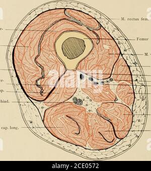 . Die Anatomie des Menschen : mit Hinweisen auf die ärztliche Praxis : Abt. 1-6. Texte et Atlas . Aponeurose der Rückseite des Unter-schenkels. Aponeurosis extremitatis inferioris.— 73 — 95. ^ 95 M. vastus inter-med. M. vastus lat. Lata fascia, tractus iliotib. lat. Inter- muse septum M, biceps, breve cap. N. ischiad .M. rectus fem. Fémur M. biceps, capuchon. Long.. M. vastus médial. M. sartor. Septum intermusc.medial.-OIW ^^ ^^phenus} ^ i asa fémoral. M. gracilis .M. semimembr. M. semitendin. Querschnitt durch die Mitte des rechten Ober.schcnkels, -mpiitationsstiiinpf.Lage der Muskeln, der .po Banque D'Images