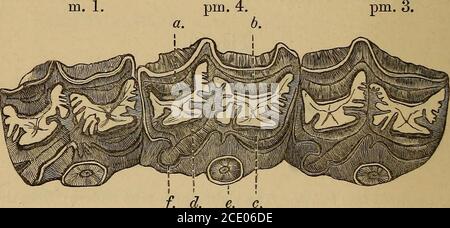 . Catalogue du fossile Mammalia dans le musée britannique, (Histoire naturelle) . i. Philod. vol. V. p. 122 (1851 ; vol. Daté de 1852); Palao-therin.hi. 2 hoc. Cit. 3 Amer. SER. JOURN. 3, vol. i. p. 248 (1875). PARTIE III. L 50 TTNGULATA. Monodactyle caractère d'une espèce, et la structure de la dentition cranium2 est, cependant, si essentiellement équine, qu'il est ici placé dans la famille actuelle. Les prémolaires supérieurs sont aussi complexes que les molaires de thetrue, et toutes les dents de joue sont d'un type extrêmement hypsodonttype, le ciment remplissant complètement les vallées; les molarsaires inférieurs crescentoïdes, et il y a s Banque D'Images