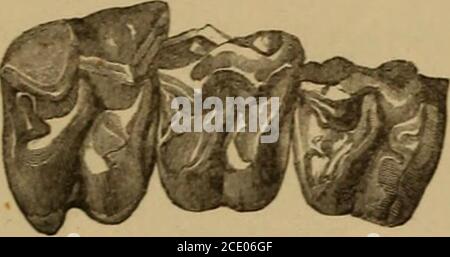 . Catalogue de la Mammalia fossile dans le musée britannique, (Histoire naturelle) . l phalangeals et métapodials imparfaits;de Sansan. Acheté, 1885. M. 2295. La vertèbre de l'atlas ; de Sansan. Acheté, 1885. PAL^OTHERHD^E. EQUID2E. 49 Anchitherium bairdi (Leidyx). SYN. Palcéotherium bairdi, Leidy 2.Mesohippus bairdi, Marsh3. Il s'agit d'une petite espèce, appelée Anchitherium par Leidy dans the1 Ancient Fauna of Nebraska, p. 67 (Smithsonian contributions, vol. Vi. [1853]); et fait par Marsh le genre Meso-hippus. Les chiffres latéraux sont relativement plus grands que dans les lastespèces; le cinquième Banque D'Images