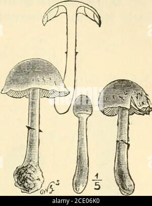 . Guide des modèles de champignons britanniques de Sowerby dans le département de botanique, British Museum (Histoire naturelle) . GUIDE DES MODÈLES DE CHAMPIGNONS. 41. Sous-genre 5. Telamonia.—en Telamonia, le pileus est humidifié et hygrophanous, d'abord lisse ou arrosé de quelques blanchâtres, les restes du voile; lakanulés, ou peronés avec des écailles. Alors quarante-deux espèces britanniques de Telamonia; de ces trois sont représentées par des modèles. 81. Cortinarius bulbosus FR.—Pileusbruns quand humide, brun-rouge quand sec, campanulato-expansé, marge déchirée, fibril-perdant ; chair brunâtre quand humide, blanchâtishquand sec ; branchies Banque D'Images