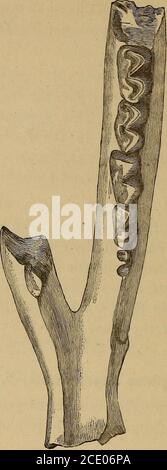 . Catalogue du fossile Mammalia dans le musée britannique, (Histoire naturelle) . hilophus desmaresti, P. Gervais3. Cette espèce est très proche du précédent ; mais les molaires supérieures sont plus allongées et ont des crêtes plus proéminentes sur les surfaces externes. Hah. Europe. M. 2421. Fragment de la maxillaire gauche, contenant les trois truemolars (le troisième dépasse imparfaitement); de l'UpperEocène de Caylux (Tarn-et-Garonne), Erance. Ce savant-hommes est précisément d'accord avec celui décrit par Eilhol dans Ann. SCI. Vol. Viii. Article 1, p. 118; la longueur ofm- 2 étant de 0,0115. Acheté, Banque D'Images