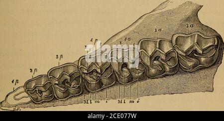 . Catalogue du fossile Mammalia dans le musée britannique, (Histoire naturelle) . ese speci-mens conviennent bien dans la taille relative avec le No 29744. Collection Hastings. Acheté, 1855. 36782. L'extrémité proximale du tibia gauche; de Hordwell. Présenté par S. Laing, Esq., 1862.11817. Fonte des os du pied arrière gauche. L'original est fromMontmartre, et est figuré (inversé) par lui Blainville (op. Cit.) comme P. crassus. Collection Mantell. Acheté, 1836. PAL^OTHERIID^ :. 25 28235 f. Un éalcaneum et trois astragali; de Debruge. Collection Bravard. Acheté, 1852. 30073. Un droit astragale, pro Banque D'Images