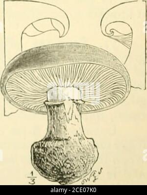 . Guide des modèles de champignons britanniques de Sowerby dans le département de botanique, British Museum (Natural History) . changer de couleur en cinna-mon, et par les spores ferrugineuses. Les thespecies apparaissent de différentes couleurs à des périodes diférents de croissance et selon qu'elles sont humides ou sèches ; toutes sont terrestrialand automnal. Ils sont souvent confondus avec les espèces de Pholiota et Hebcloma, mais ceux-ci ne possèdent pas de cortina. C. violaceus an. Est considéré comme esculent. Le Rév. M. J.Berkeley a enregistré un cas incontestable d'empoisonnement par C. bolarisFr.: Les résultats étaient alarmants, mais pas mortels; les symptômes étaient gr Banque D'Images