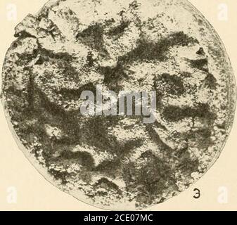 . Endothia parasitica et espèces apparentées . ENDOTHIA ESPÈCE SUR LA FARINE DE MAÏS BLANC (10 GRAMMES DE SEMOULE DE MAÏS À 20 C. C. D'EAU). CULTURES DE 2 MOIS. Figure 1.—Endothia tropicalis; Fig. 2.—E. parasitica; Fig. 3.—E. longirostris. Banque D'Images