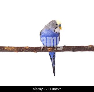 Perruche bleu, isolé sur fond blanc. Perruche ondulée en pleine croissance Banque D'Images