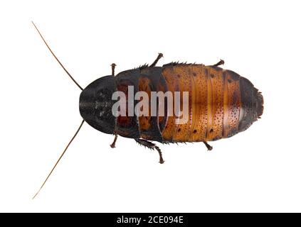 Cancrelat isolé sur fond blanc Banque D'Images