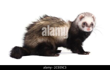 Ferret en pleine croissance réside, isolé sur fond blanc Banque D'Images