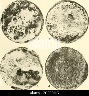 . Endothia parasitica et espèces apparentées . Endothia parasitica sur les cultures de plaque d'agar de farine de maïs de 4 semaines. La plaque supérieure a été conservée dans l'obscurité totale; la plaque inférieure dans la lumière directe d'une fenêtre nord. Bui. 380, Département de l'agriculture des États-Unis. Plaque XIX. ENDOTHIA ESPÈCE SUR LA FARINE DE MAÏS BLANC (10 GRAMMES DE SEMOULE DE MAÏS À 20 C. C. D'EAU). CULTURES DE 2 MOIS. Figure 1.—Endothia gyrosa; Fig. 2.—E. singularis; Fig. 3.—E. fluens; Fig. 4.— E. FLUENS MISSISSIPPIENSIS. Bui. 380, Département de l'agriculture des États-Unis. Plaque XX. Banque D'Images