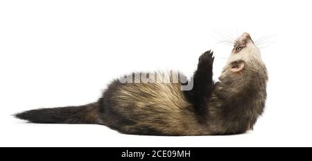 Furet gris en pleine croissance, isolé sur fond blanc Banque D'Images