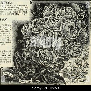 . Notre nouveau guide de la culture des roses : des roses D.&C. typiques peintes de la nature . Nouveau guide de la culture des roses pour 1903 13 Banque D'Images