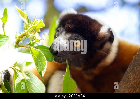 Un citron Sifaka qui s'est rendu confortable dans le cime Banque D'Images