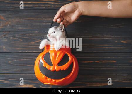 Joyeux Halloween. Joli chaton assis dans Halloween trick ou seau de traite sur fond noir en bois. Main tenant la citrouille en forme de citrouille avec du cur Banque D'Images