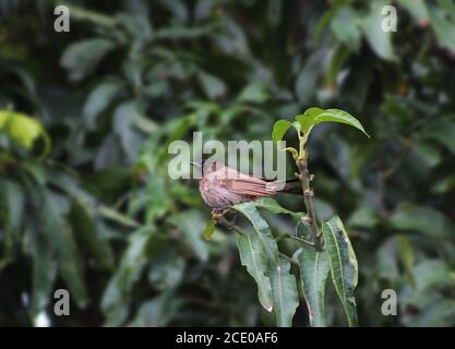 Le bulbul à ventilation rouge (cafetière Pycnonotus) assis sur un arbre Banque D'Images