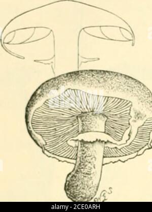 . Guide des modèles de champignons britanniques de Sowerby dans le département de botanique, British Museum (Histoire naturelle) . 30 GUIDE DES MODÈLES DE CHAMPIGNONS. Sont une centaine d'espèces britanniques de Pratcllce, dont huit sont repré-smentés par des modèles. Les espèces qui ont des spores de pourpre brunâtre et de brunnishspores sont souvent confondues avec les Dcnuini. Quelques spores de PraMlce producefew, et les branchies restent blanches. Sous-genre 21. Psalliota.—il y a onze espèces britanniques de Psalliota (avec de nombreuses variétés) ; deux espèces sont représentées par des modèles. Psalliota est d'accord dans la structure et l'habitude avec Lcpiota; mais les spores sont ombrées de pourpre foncé Banque D'Images