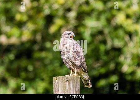 Aberystwyth, Ceredigion, pays de Galles, Royaume-Uni. 30 août 2020. Un bourdonnement commun (Buteo buteo) dans le soleil de la mi-Galles au week-end des vacances de banque. Credit: Phil Jones/Alamy Live News Banque D'Images