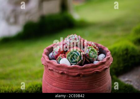 cactus, UN cactus est un membre de la famille végétale Cactaceae. Banque D'Images