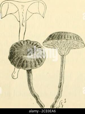 . Guide des modèles de champignons britanniques de Sowerby dans le département de Botany, British Museum (Natural History) . runks otrees, où il pousse abondamment du milieu de l'été au début de l'hiver;bientôt flétrissement par temps sec, mais ressuscitant avec l'humidité. Sous-genre 8. Omphalia.—il y a près de quarante espèces britanniques d'Omphalia, dont deux sont représentées par des modèles. Toutes les espèces sont petites; le pileus est généralement déprimé, les branchies décurrent. Les Somespecies d'Omphalia poussent sur le sol, d'autres dans des situations humides parmi ou les tourbières, les feuilles, les mousses, etc. Elles ont le plus souvent rencontré par temps humide, an Banque D'Images