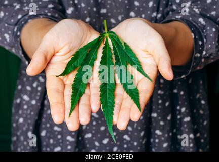 Le cannabis (marijuana) laisse entre les mains des femmes. Marijuana médicale (chanvre) et produits contenant du cannabidiol (CBD) Banque D'Images