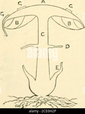 . Guide des modèles de champignons britanniques de Sowerby dans le département de botanique, British Museum (Natural History) . dii.Dermini. PRATELLiE.COPRINARII. Ces groupes, sauf le dernier, sont bien représentés dans les thémodes, et les contours à l'arrière du cas montrent, par la teinte du papier sur lequel ils sont dessinés, la couleur des spores. Toutefois, ces séries, quelque peu sur-lap, et certaines espèces présentent des relationsavec d'autres Agaricinèce qui n'appartiennent pas au genre Agaricus. La couleur des spores ayant été extraites, il est nécessaire d'examiner l'asection de l'échantillon, en particulier dans la re-lation à t Banque D'Images