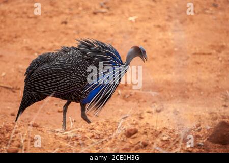 Bird dans la savane du Kenya, terre rouge Banque D'Images