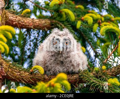 jeune hibou gris à longues oreilles assis sur une branche de pin Banque D'Images