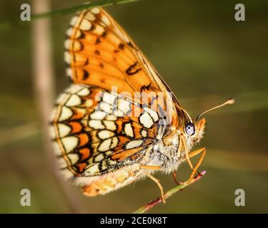 Papillon «Melitaea athalia» Banque D'Images