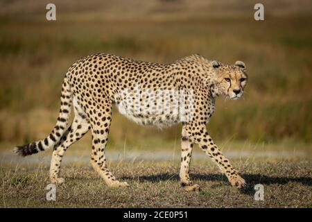 Vue latérale complète d'un guépard adulte avec long Des whiskers et des yeux d'orange marchent à Ndutu Tanzanie Banque D'Images