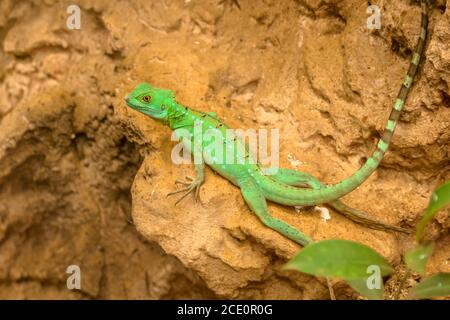 Lézard bassilisque plumé ou bassilisque vert ou bassilisque à double crête ou lézard Jésus-Christ. Un grand lézard africain vivant en Amérique centrale Banque D'Images