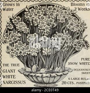 . Nouveau guide floral : automne 1903 . OXALIS-GRAND DUCHESS NERINE SANRIENSIS (Guernesey Lily) UNE belle variété d'Amaryllis fleurit librement pendant les mois d'hiver. Grandes fleurs ressemblant à des nénuphars, cramoisi brillant et ressemblant à de la poussière d'or. Un bon bloomer; très beau et souhaitable. 20 cts chacune; 32.00 per doz., postpayé, nouveau guide floral—automne, 1903.. PURE!0W BLANC DELICIOUSLYSWEET 6 LARGE BULBS20 GTS., POSTPAYÉ LE VRAI GIANTWHITE* NARCISSUS blanc géant Narcissus grandira dans l'eau et produira de grandes masses de fleurs blanches neige, parfumées, deux semaines après la plantation. Splendide pour Banque D'Images